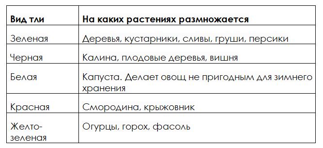 Тля в сада и на даче